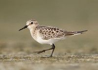 Baird's Sandpiper Calidris bairdii