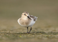 Baird's Sandpiper Calidris bairdii