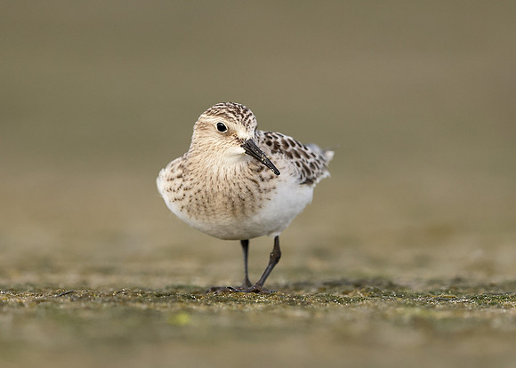Baird's Sandpiper Calidris bairdii