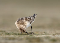 Baird's Sandpiper Calidris bairdii