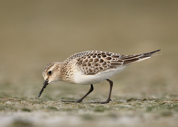 Baird's Sandpiper Calidris bairdii