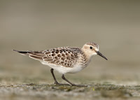 Baird's Sandpiper Calidris bairdii, North Uist Sept 2021