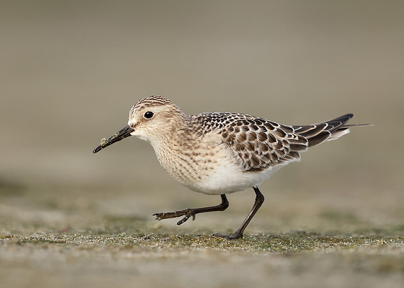 Baird's Sandpiper Calidris bairdii