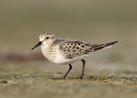 Baird's Sandpiper Calidris bairdii