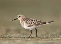 Baird's Sandpiper Calidris bairdii