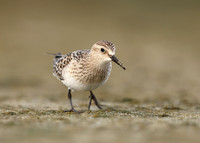 Baird's Sandpiper Calidris bairdii