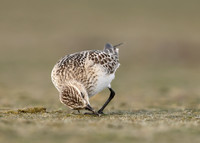 Baird's Sandpiper Calidris bairdii