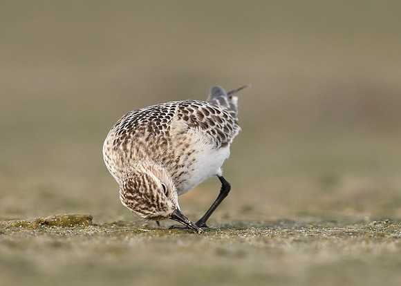 Baird's Sandpiper Calidris bairdii