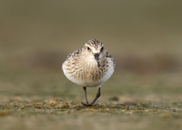 Baird's Sandpiper Calidris bairdii