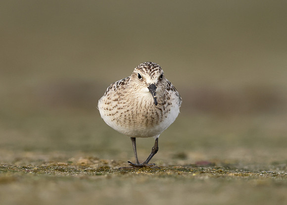Baird's Sandpiper Calidris bairdii