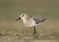 Baird's Sandpiper Calidris bairdii