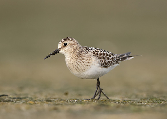 Baird's Sandpiper Calidris bairdii