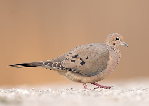 Mourning Dove Zenaida macroura