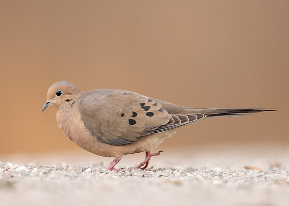 Mourning Dove Zenaida macroura