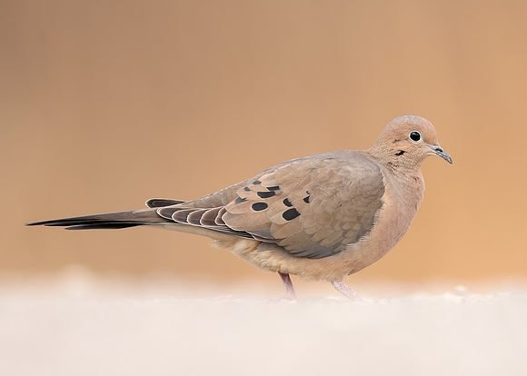 Mourning Dove Zenaida macroura