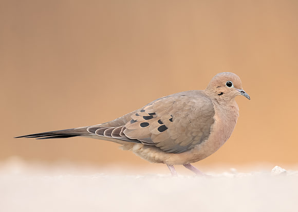 Mourning Dove Zenaida macroura