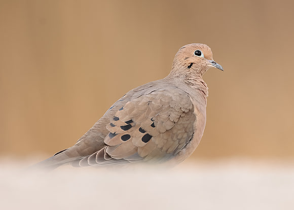 Mourning Dove Zenaida macroura