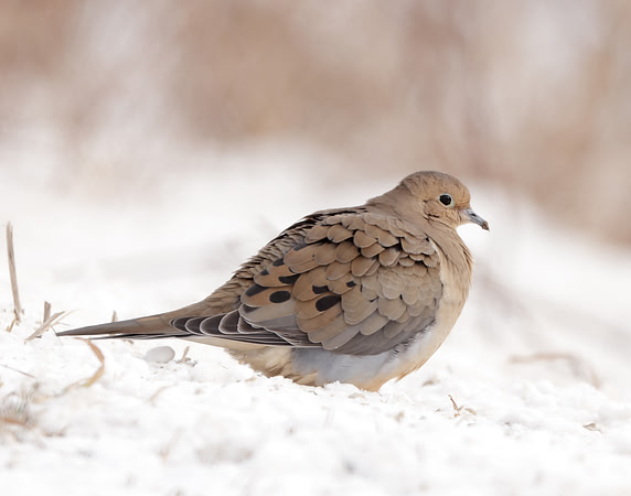 Mourning Dove Zenaida macroura