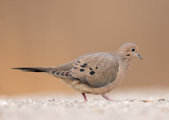 Mourning Dove Zenaida macroura
