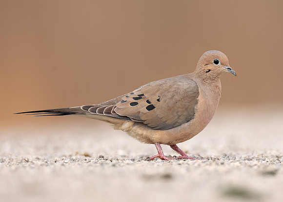Mourning Dove Zenaida macroura