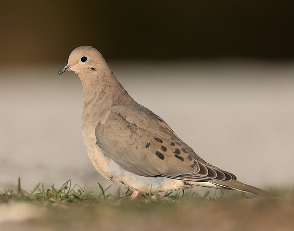 Mourning Dove Zenaida macroura