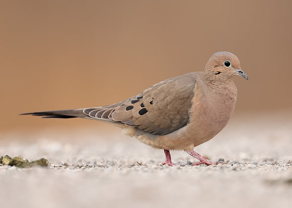 Mourning Dove Zenaida macroura
