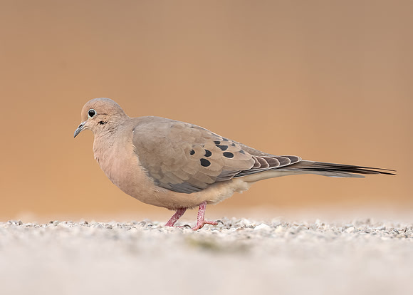 Mourning Dove Zenaida macroura