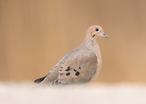 Mourning Dove Zenaida macroura