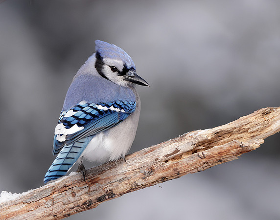 Blue Jay Cyanocitta cristata