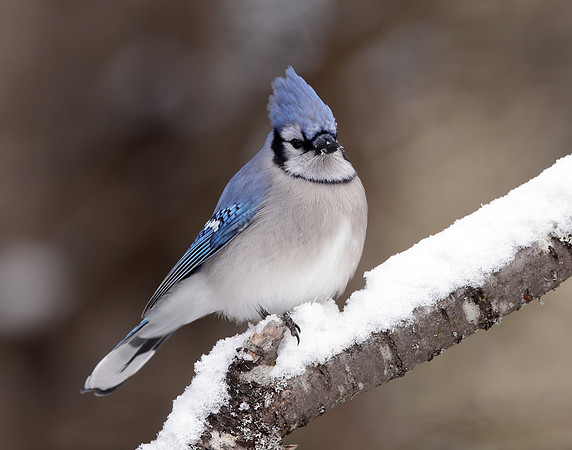 Blue Jay Cyanocitta cristata