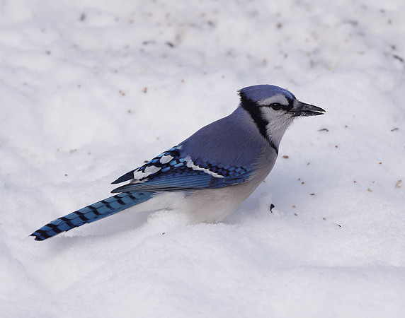 Blue Jay Cyanocitta cristata