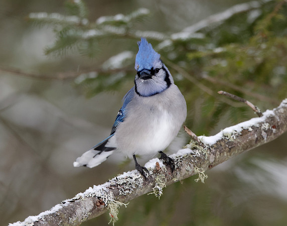 Blue Jay Cyanocitta cristata