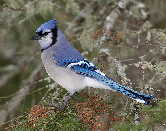 Blue Jay Cyanocitta cristata
