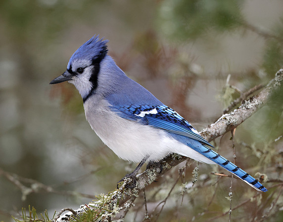 Blue Jay Cyanocitta cristata