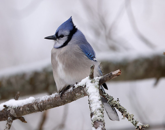 Blue Jay Cyanocitta cristata