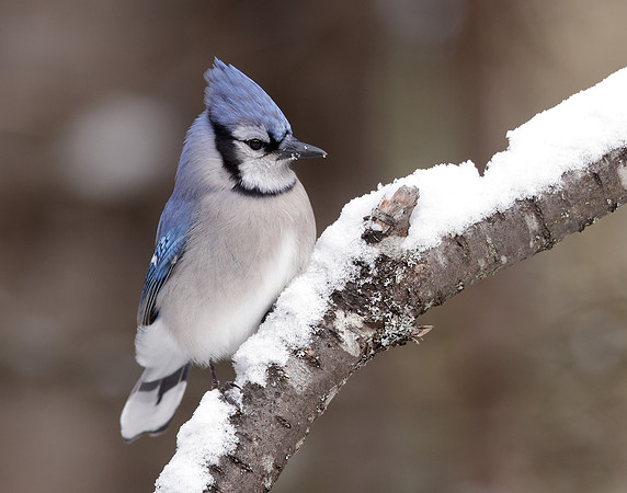 Blue Jay Cyanocitta cristata