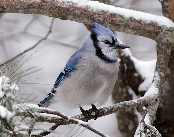 Blue Jay Cyanocitta cristata