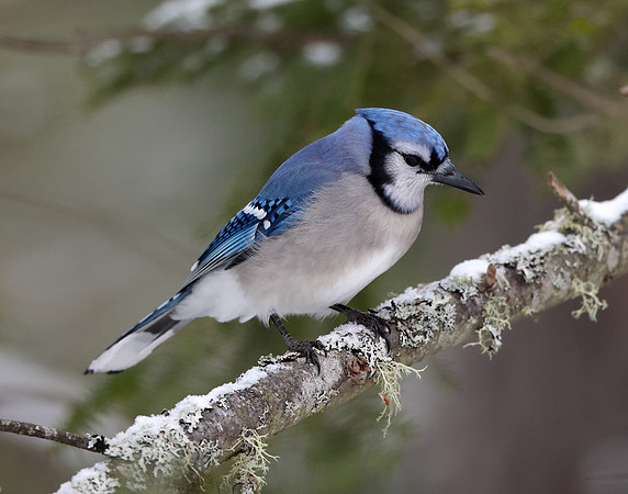 Blue Jay Cyanocitta cristata
