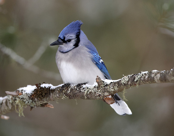 Blue Jay Cyanocitta cristata