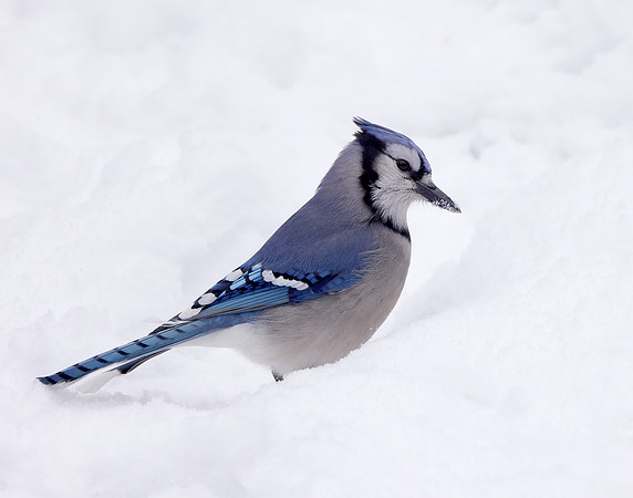 Blue Jay Cyanocitta cristata