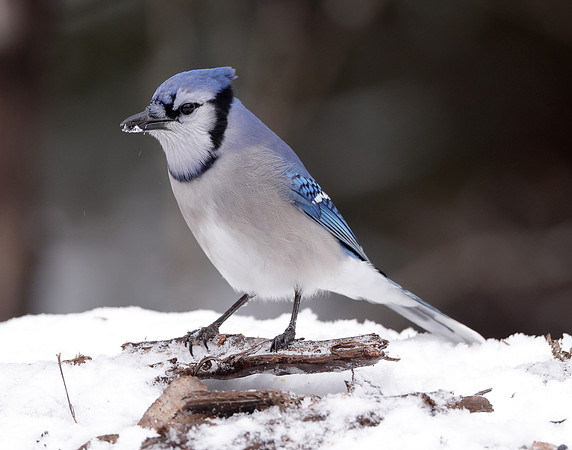 Blue Jay Cyanocitta cristata