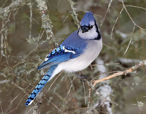 Blue Jay Cyanocitta cristata