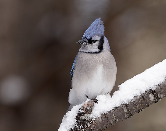 Blue Jay Cyanocitta cristata