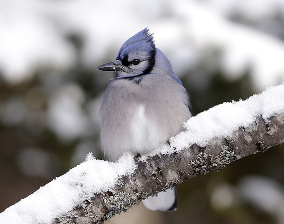 Blue Jay Cyanocitta cristata