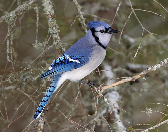 Blue Jay Cyanocitta cristata