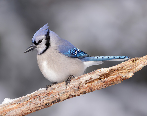 Blue Jay Cyanocitta cristata