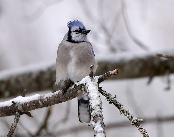 Blue Jay Cyanocitta cristata