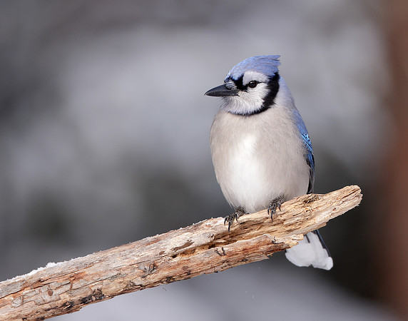 Blue Jay Cyanocitta cristata