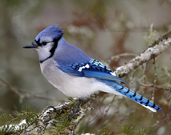 Blue Jay Cyanocitta cristata