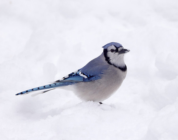 Blue Jay Cyanocitta cristata
